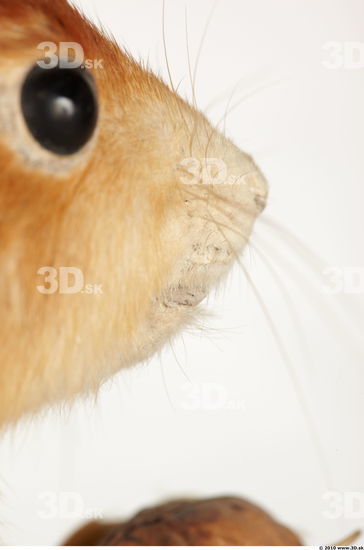 Nose Squirrel