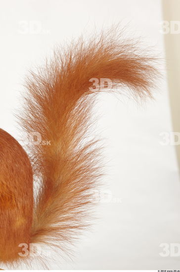 Tail Squirrel