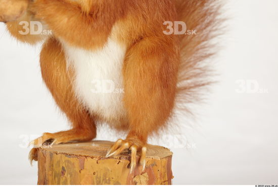 Leg Squirrel