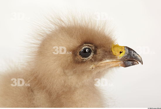 Whole Body Head Eagle Animal photo references