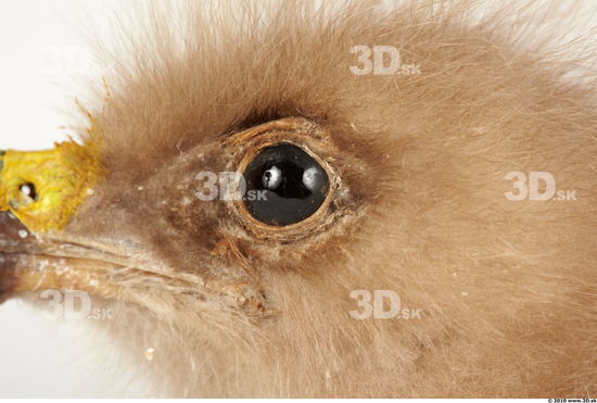 Eye Whole Body Eagle Animal photo references
