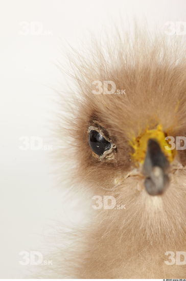 Whole Body Head Eagle Animal photo references
