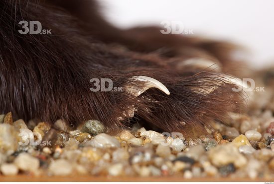 Foot Ferret Animal photo references