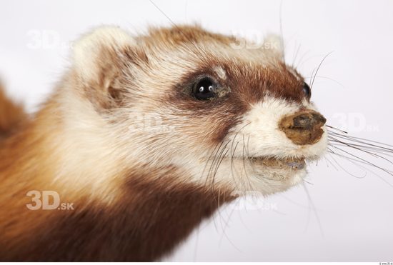 Head Ferret Animal photo references