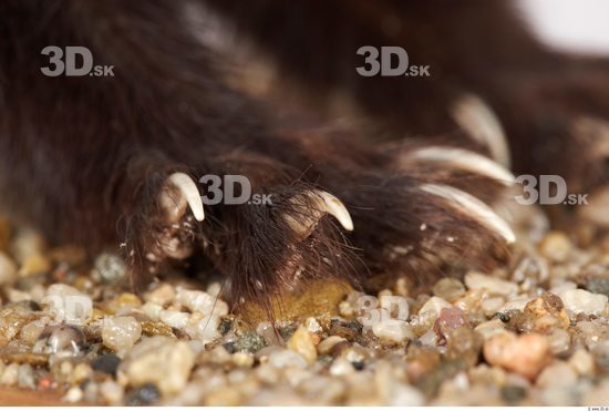 Foot Ferret Animal photo references