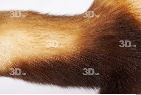 Belly Ferret Animal photo references