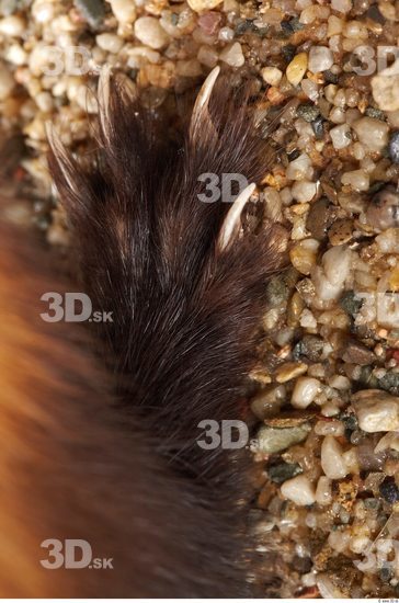 Foot Ferret Animal photo references