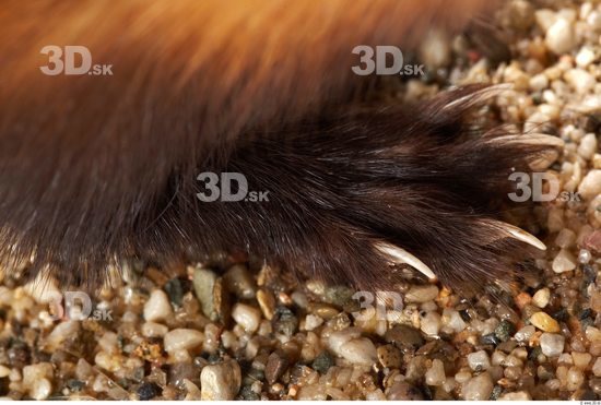 Foot Ferret Animal photo references