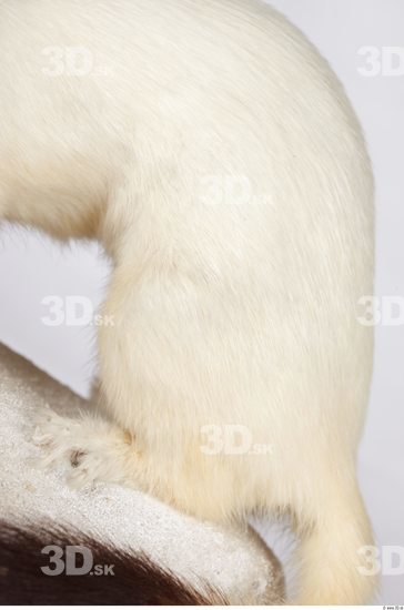 Leg Ermine