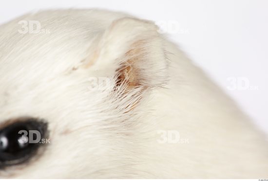 Ear Ermine