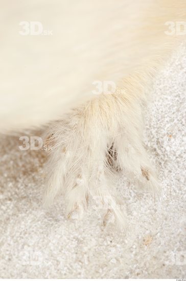 Foot Ermine