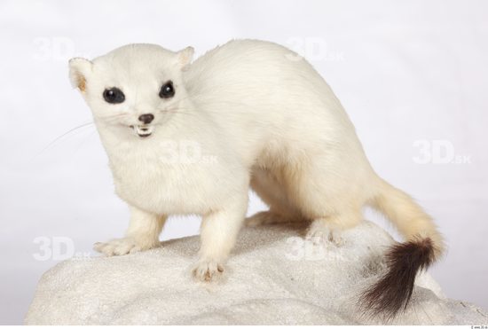 Whole Body Ermine