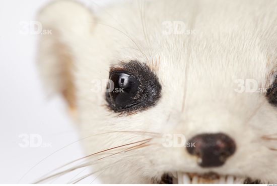 Eye Ermine