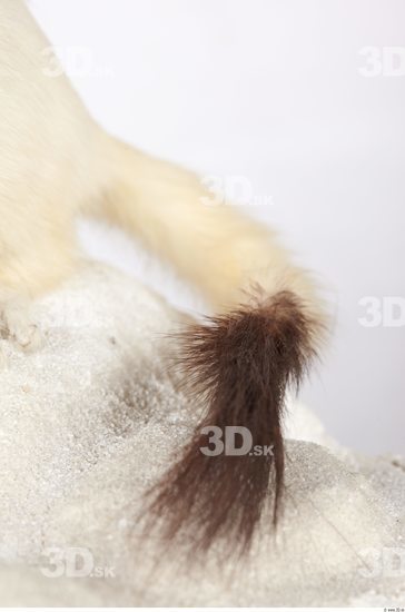 Tail Ermine