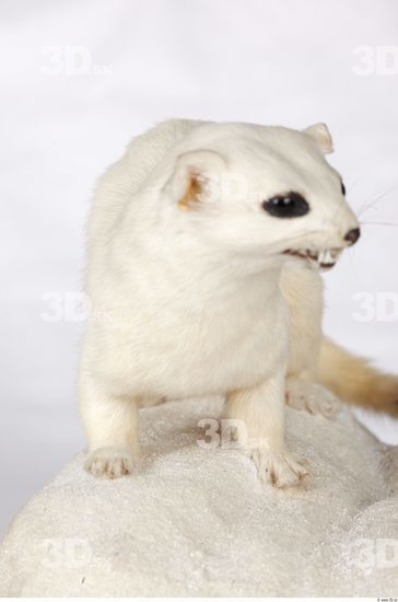 Upper Body Ermine