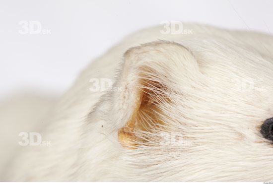 Ear Ermine