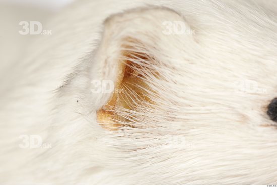 Ear Ermine