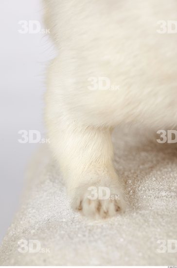 Leg Ermine