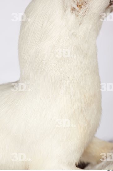 Neck Ermine