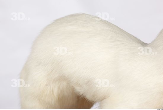 Back Ermine