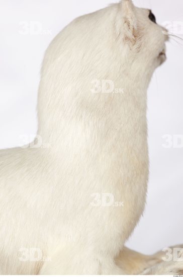 Neck Ermine