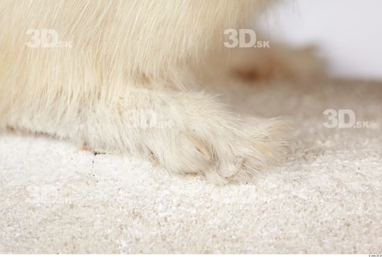 Foot Ermine