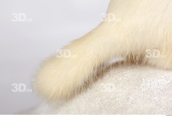 Tail Ermine