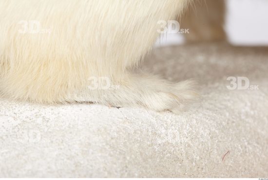 Foot Ermine