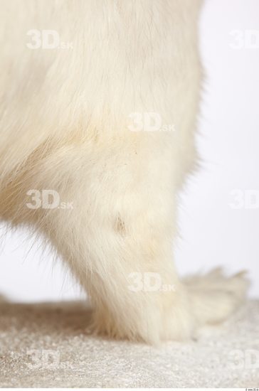 Leg Ermine