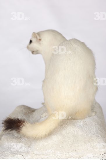 Whole Body Ermine