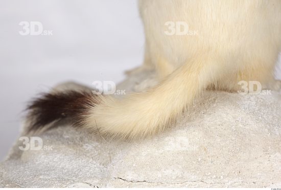 Tail Ermine