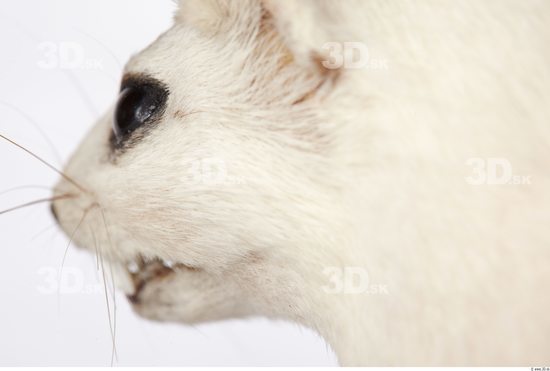 Ear Ermine