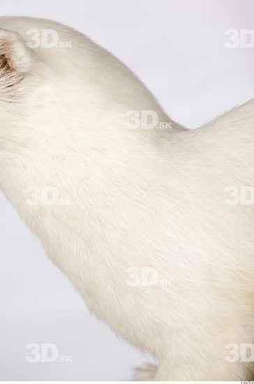 Neck Ermine