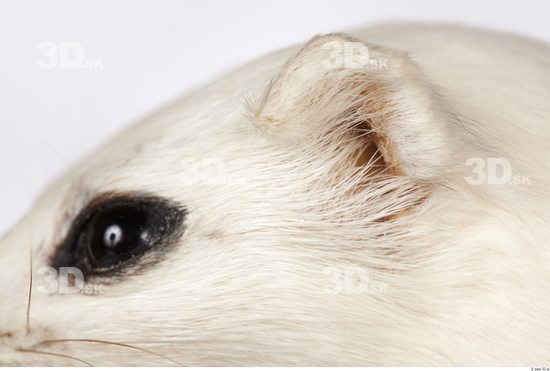 Ear Ermine