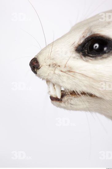 Mouth Ermine