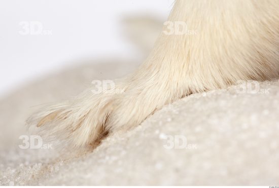 Foot Ermine