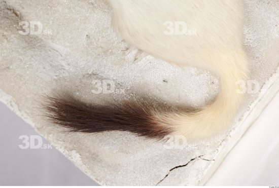 Tail Ermine