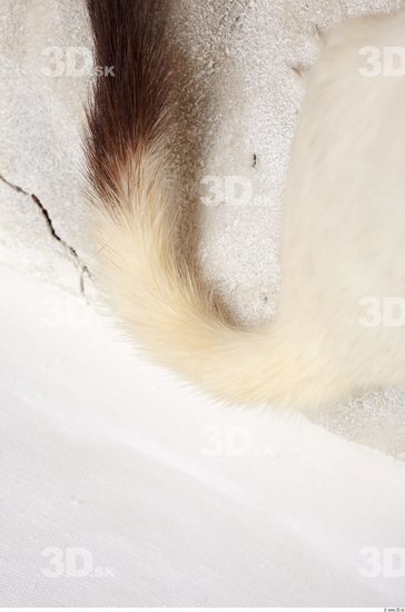 Tail Ermine