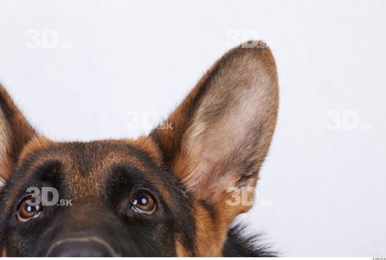 Ear Dog