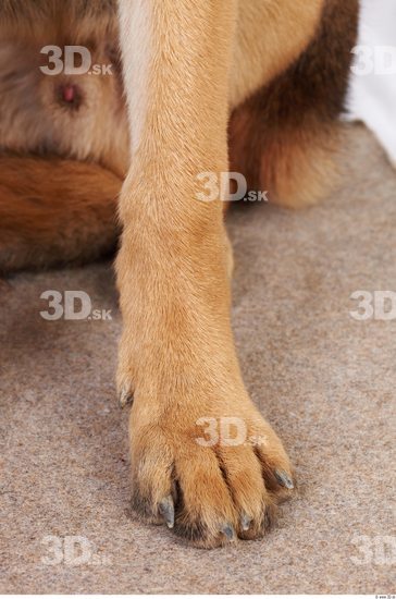 Leg Dog