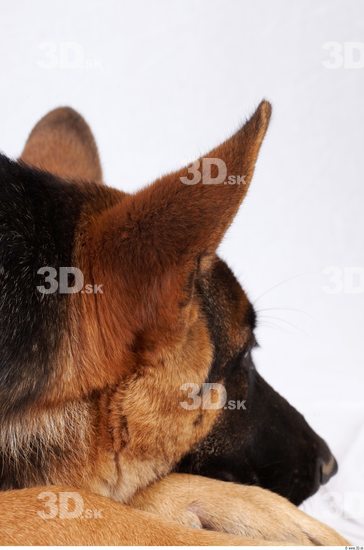 Ear Dog