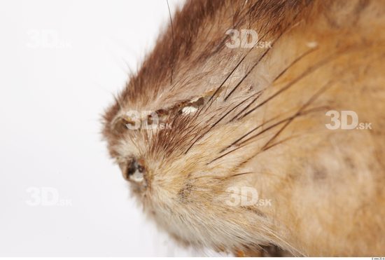 Nose Whole Body Muskrat Animal photo references