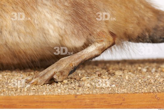 Leg Whole Body Muskrat Animal photo references