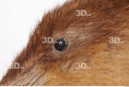 Eye Whole Body Muskrat Animal photo references