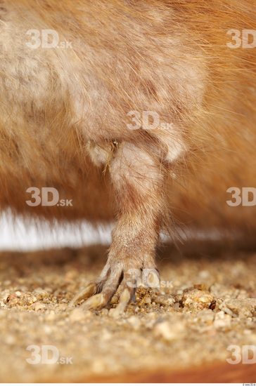 Leg Whole Body Muskrat Animal photo references