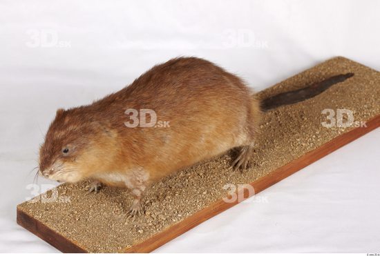 Whole Body Muskrat Animal photo references