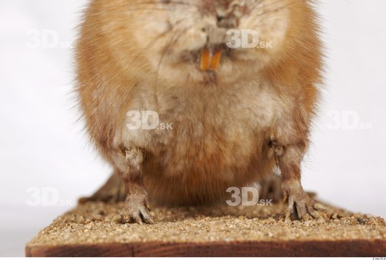 Chest Whole Body Muskrat Animal photo references