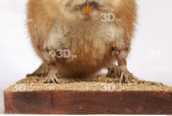 Chest Whole Body Muskrat Animal photo references