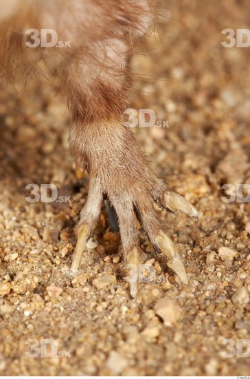 Foot Whole Body Muskrat Animal photo references