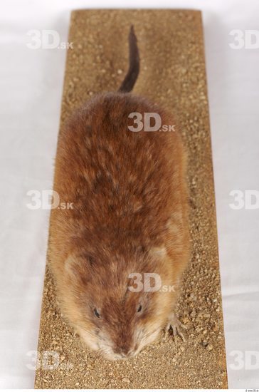 Whole Body Muskrat Animal photo references